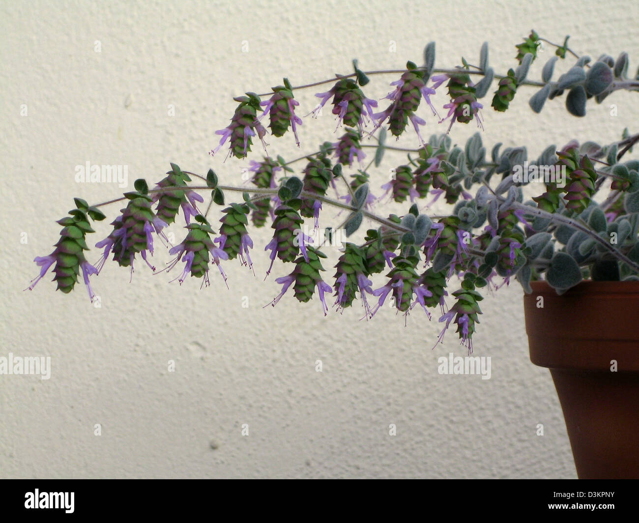 (Dpa) - Pubescent foglie e luce di colore viola di blumi di la spezia maggiorana pianta (lat.: origanum dictamnus) blossom a Francoforte, Germania, 09 agosto 2005. La pianta di solito cresce sull'isola greca di Creta e sud del Peloponneso. Foto: Beate Schleep Foto Stock