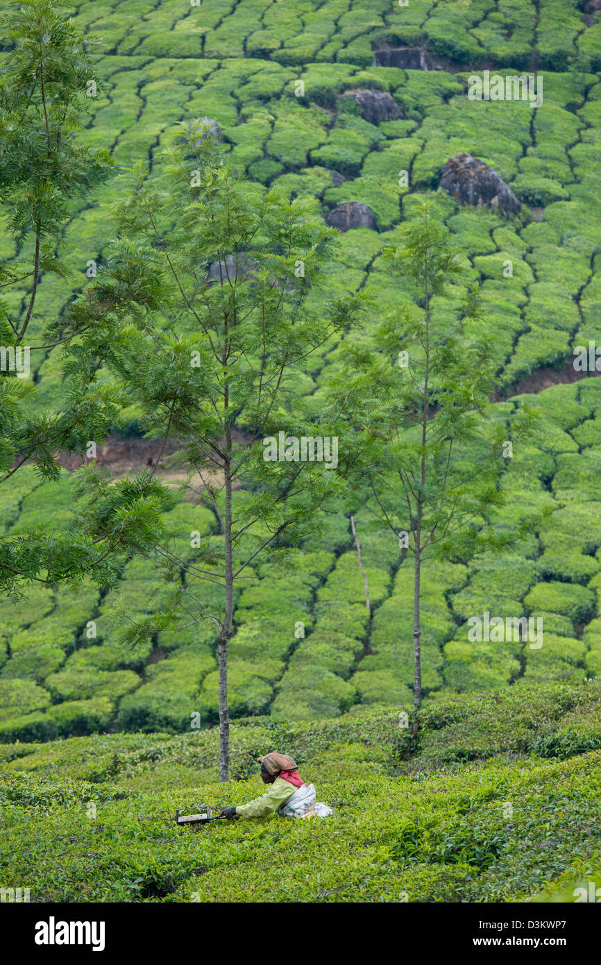 Donna raccolta tè con clippers ad un spalliere campi modellato di piante di tè in una piantagione di tè appena fuori di Munnar Kerala, India Foto Stock