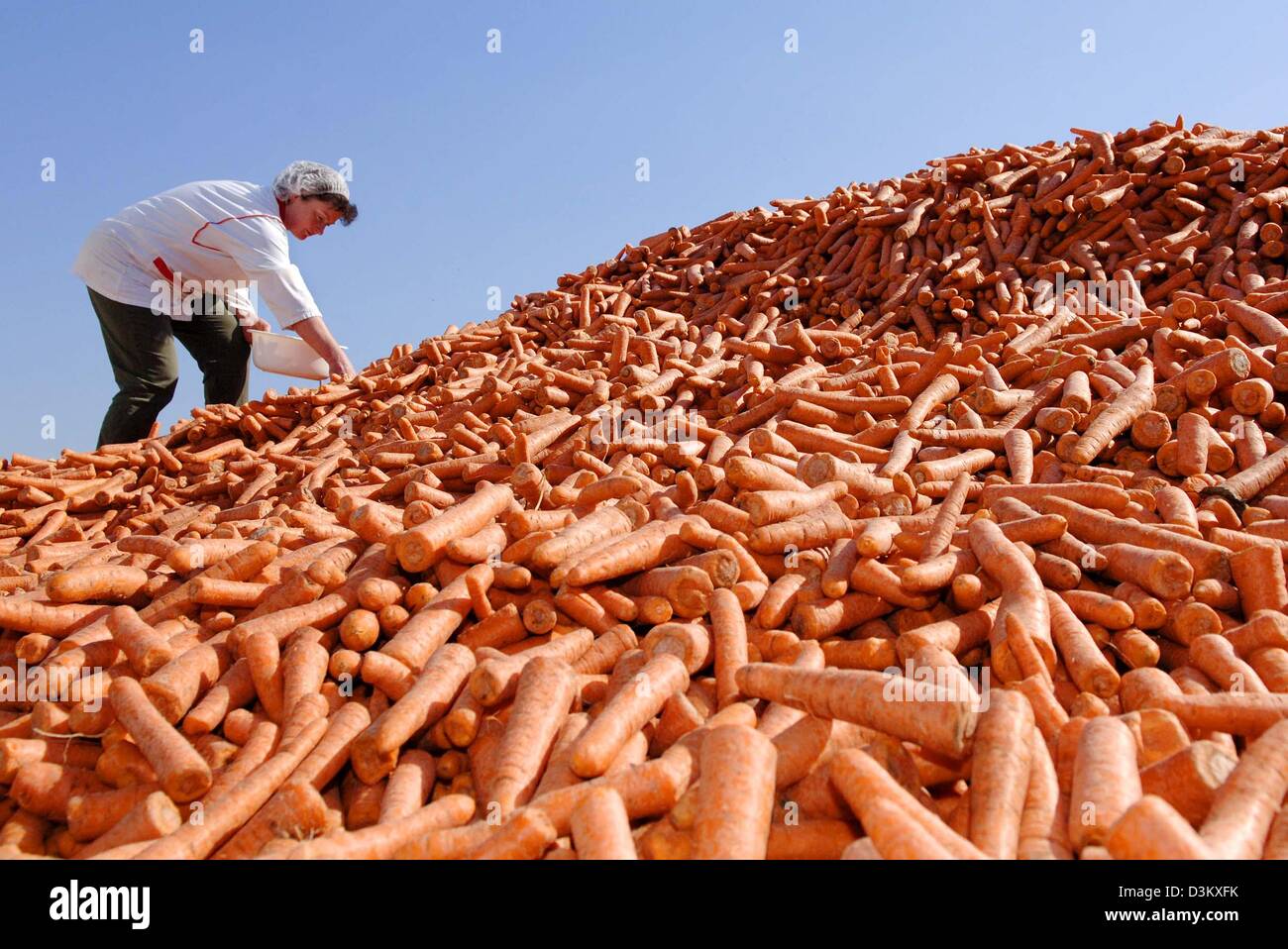 (Dpa) - Garbiele Elsner del cibo refrigerato "società Frenzel Eiscrem e Tiefkuehlkost' si arrampica su un monte di appena consegnato le carote e prende un campione del vegetale in Manschnow, Germania, giovedì, 22 settembre 2005. La ditta che produce anche altri vegetali refrigerato, sta per elaborare circa 7.000 tonnellate (120 tonnellate al giorno) di carote solo quest'anno. Frenzel Foto Stock