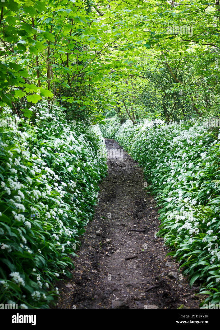 Un percorso attraverso la foresta verde, foderato con aglio selvatico fiori. Foto Stock