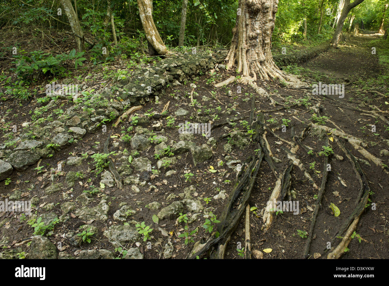 Parete interna nella foresta, rovine di Gedi, Watamu, Kenya Foto Stock