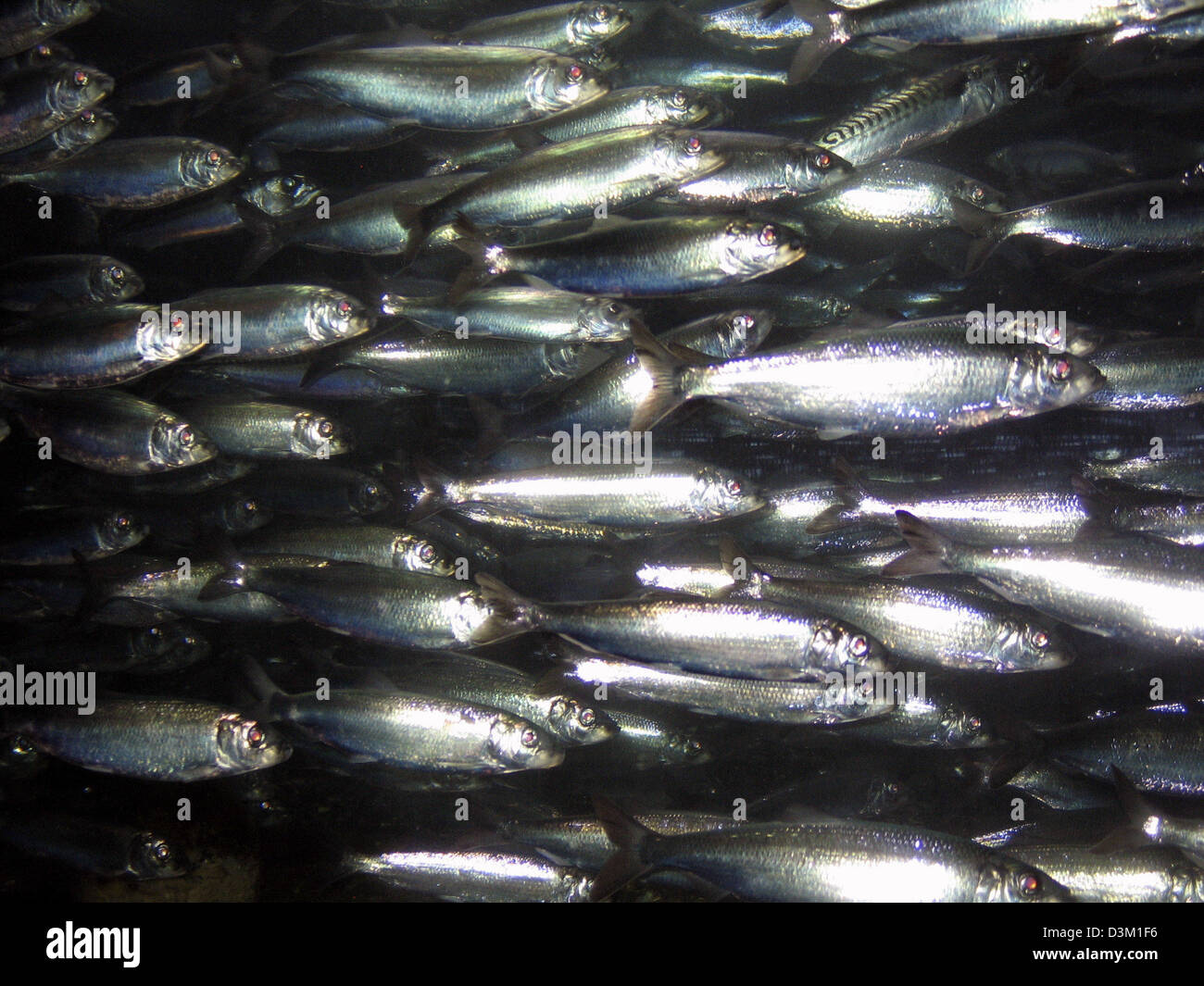 (Dpa) - uno sciame di argento shining aringhe (lat.: Clupea harengus) nuota nella sua tipica formazione in un acquario di Bergen, Norvegia, 28 luglio 2005. Foto: Hinrich Baesemann Foto Stock