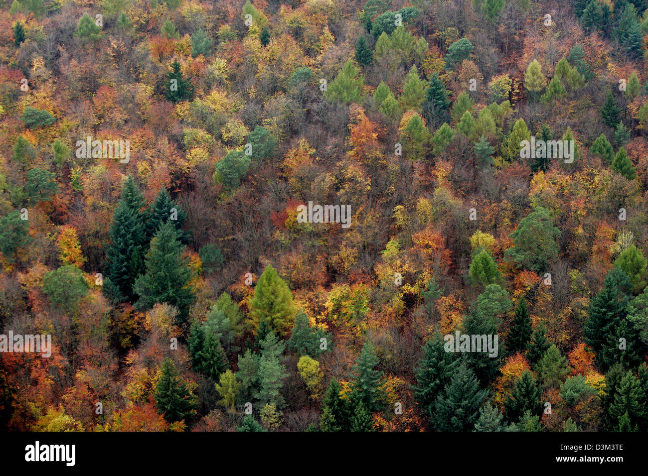 (Dpa) - La figura mostra una vista su un bosco misto vicino Neu-Anspach, Germania, lunedì 7 novembre 2005. Foto: Frank può Foto Stock