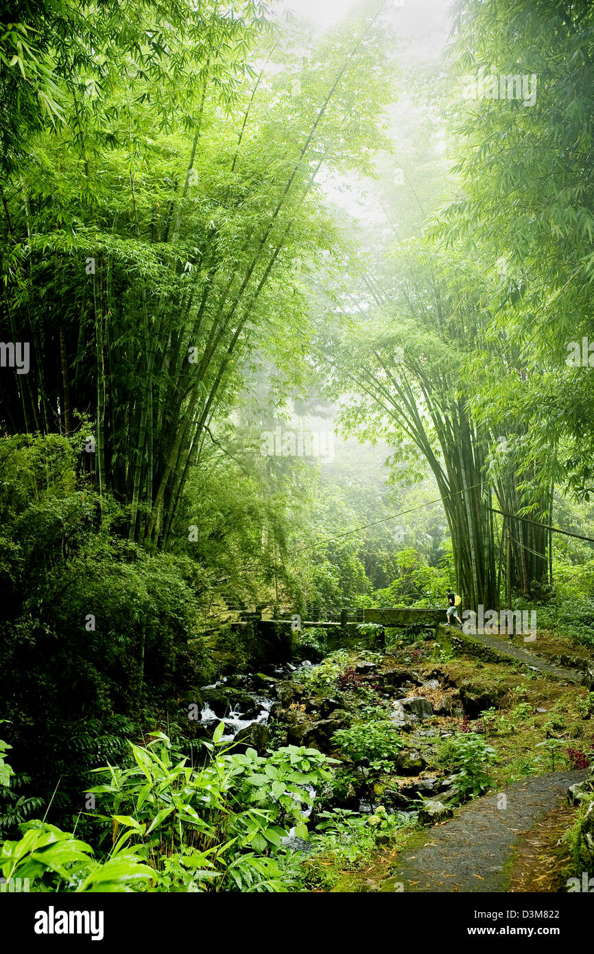 Dettaglio della vegetazione sul sentiero dal Cirque de Salazie fino a Foret de Belouve, isola francese di la Reunion, Oceano Indiano Foto Stock