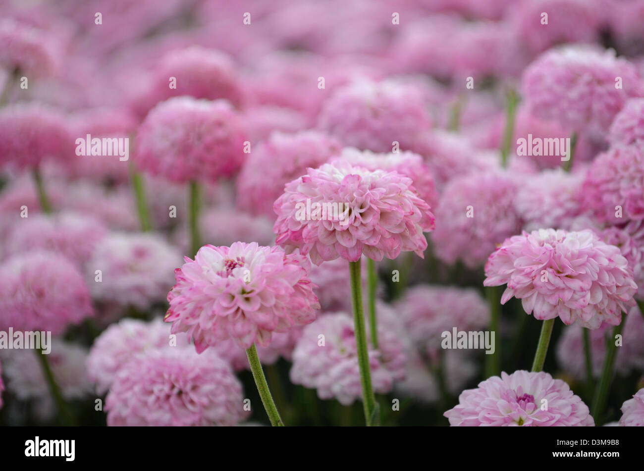 Primo piano di messa a fuoco selettiva di fiori di colore rosa Foto Stock