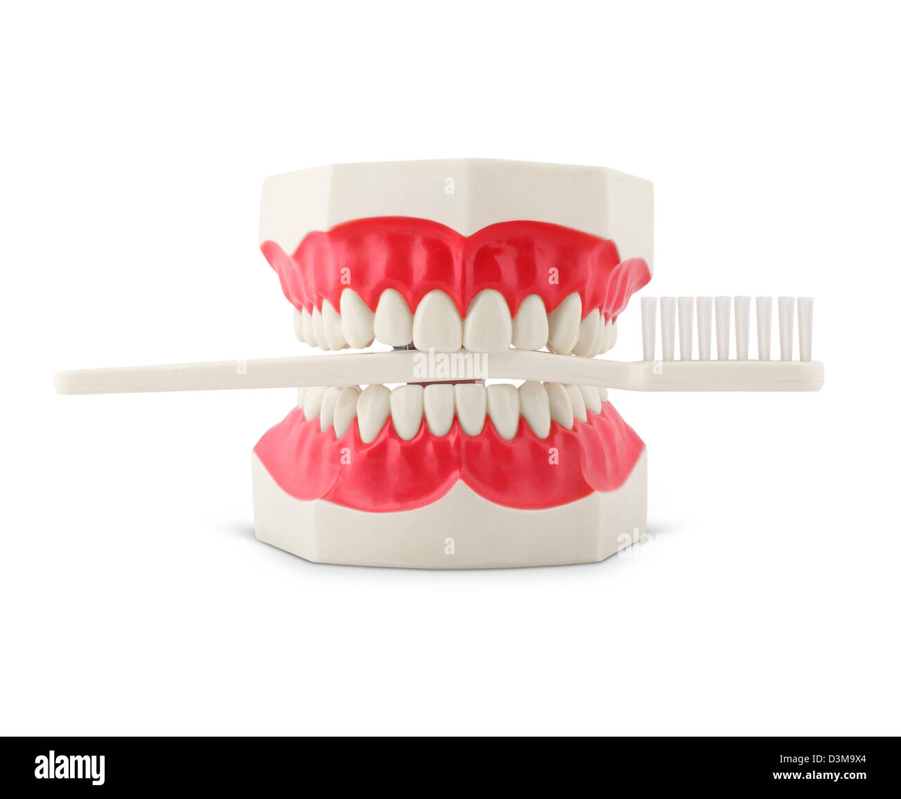 Modello di denti con spazzolino da denti isolato su bianco Foto Stock