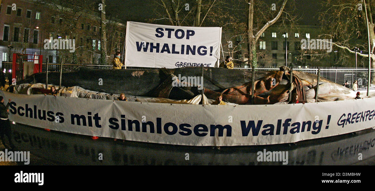 (Dpa) - Un finback morto giace su un carrello mentre i membri di Greenpeace fly banner di protesta di fronte all'Ambasciata giapponese a Berlino, Germania, giovedì 19 gennaio 2006. Il finback è stato portato di fronte all'Ambasciata da Greenpeace per protestare contro il Giappone della politica per la caccia alla balena. Giappone giustifica la caccia alle balene con motivi scientifici anche se gli animali più tardi fine in giapponese delicatessen r Foto Stock