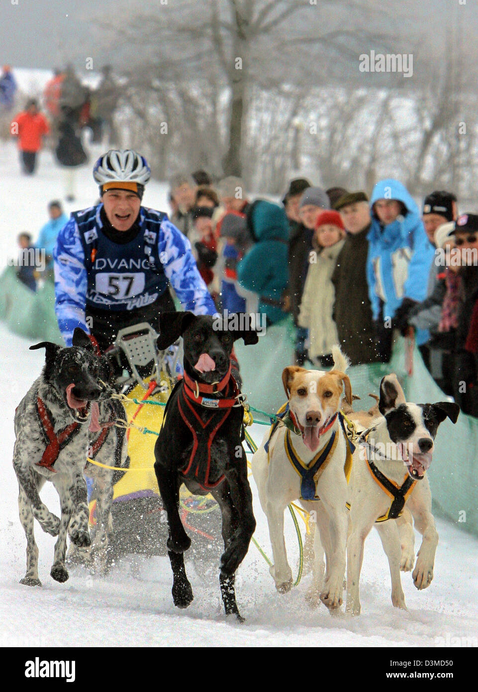 Musher Dirk Koch va sulla via con sei cosiddetti segugi al XIX International Sleddog in Clausthal-Zellerfeld, in Germania, sabato 4 febbraio 2006. 65 rig leader con 280 cani hanno firmato per la gara sul nevicato prati di montagna intorno alla città. La gara è valutato come criterio per questa edizione del campionato del mondo che si svolgerà dal 10 al 12 febbraio in Frauenwald, G Foto Stock