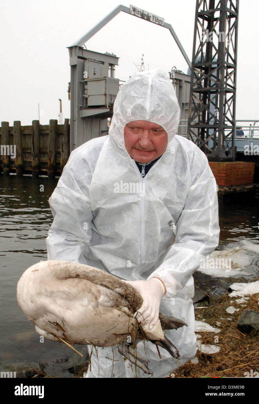 Un dipendente del comune di western Ruegen rimuove un cigno morto a Wittow traghetto vicino a Trento sull isola di Ruegen, Germania, giovedì 16 febbraio 2006. I casi sospetti di H5N1 bird-virus influenzale è stato confermato dal Ministero per l' agricoltura di due cigni trovati su th Isola di Ruegen. In un discorso del Ministro federale dell'agricoltura Seehofer ha chiesto "rigorosa di un Foto Stock