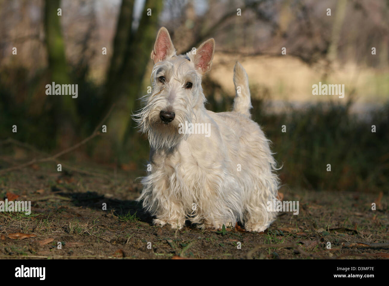 Cane Scottish Terrier (Scottie) wheaten adulti in piedi in una foresta Foto Stock