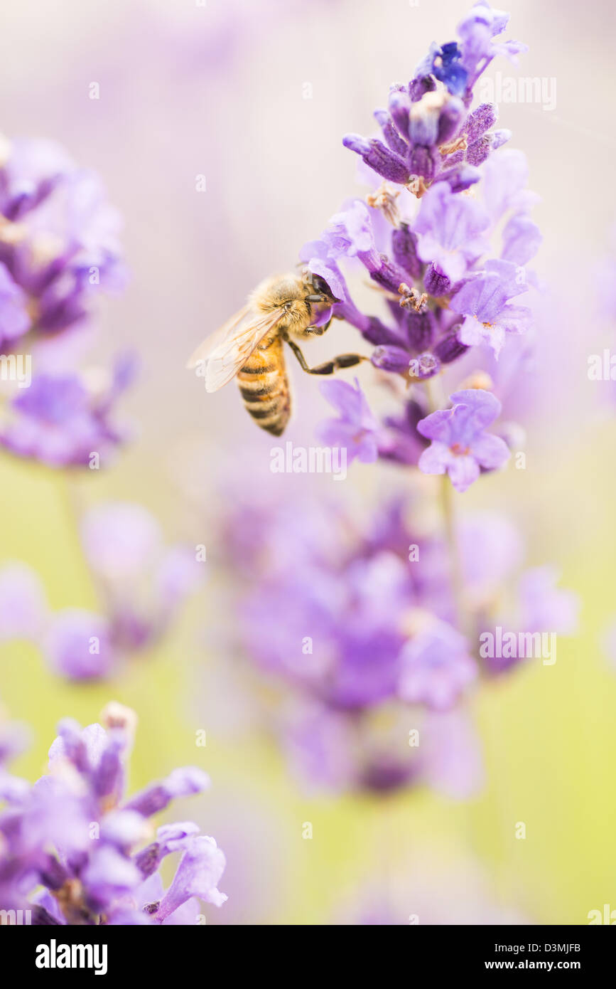Estate in scena con busy bee impollinare i fiori di lavanda in campo verde Foto Stock