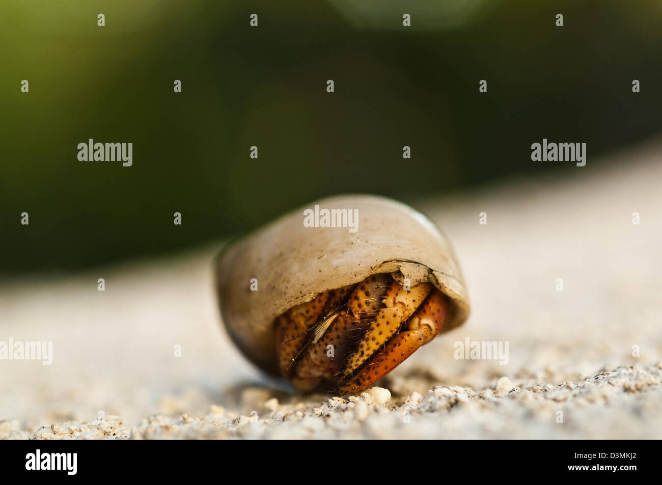 Granchio di Hermit closeup, Andros Isola Bahamas Foto Stock