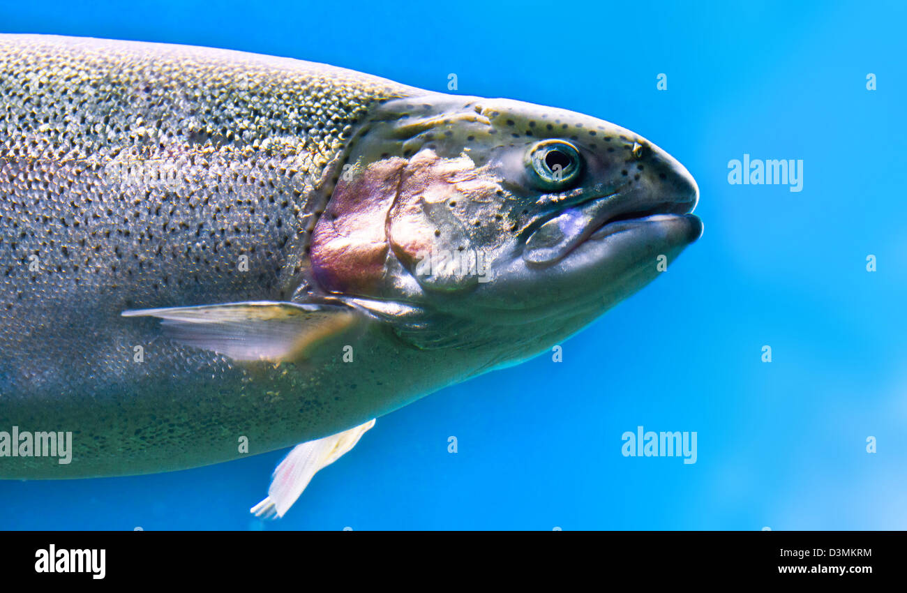 3 Mosche Da Pesca Dolly Lama In Pelle Di Coniglio – Alaska, Trota E Salmone, Colori Bianco E Nero, Grandezza 4 - Foto 3