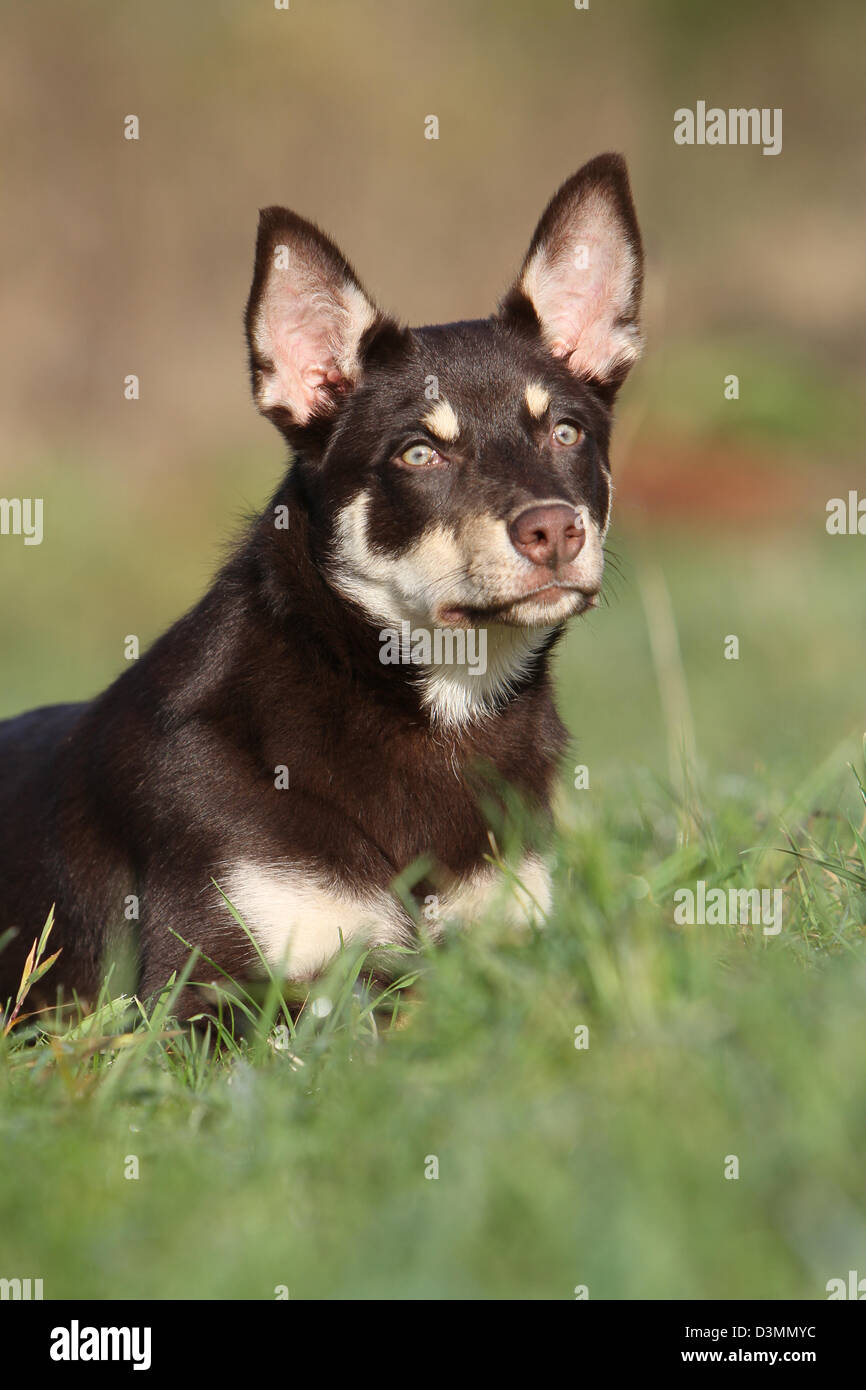 Lavoro di cane Kelpie Ritratto di giovane Foto Stock