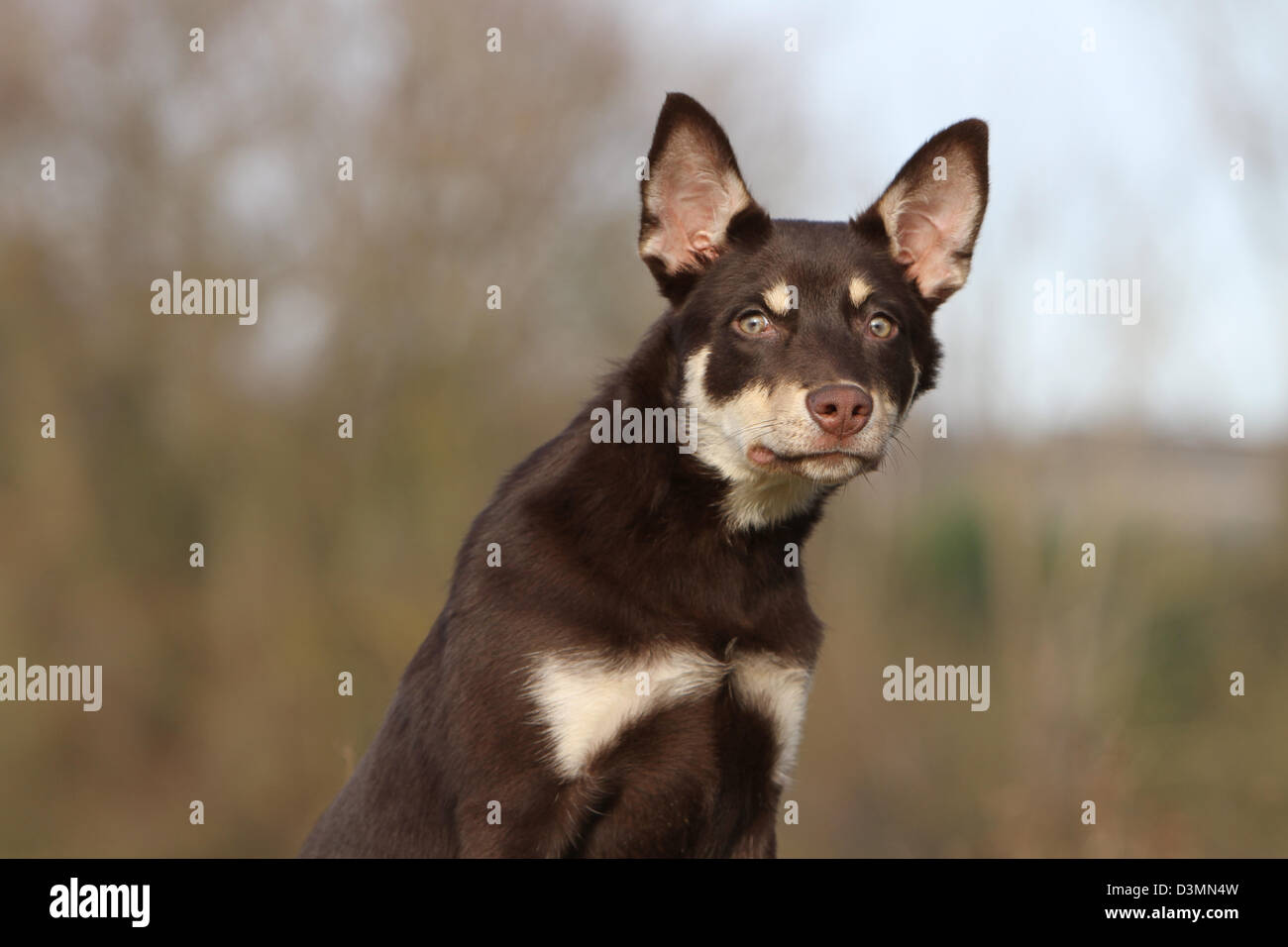 Lavoro di cane Kelpie Ritratto di giovane Foto Stock