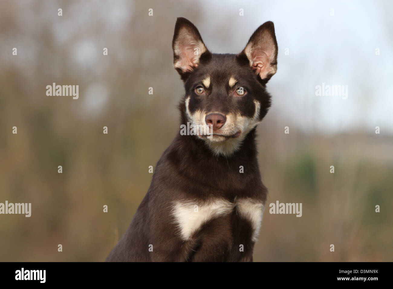 Lavoro di cane Kelpie Ritratto di giovane Foto Stock