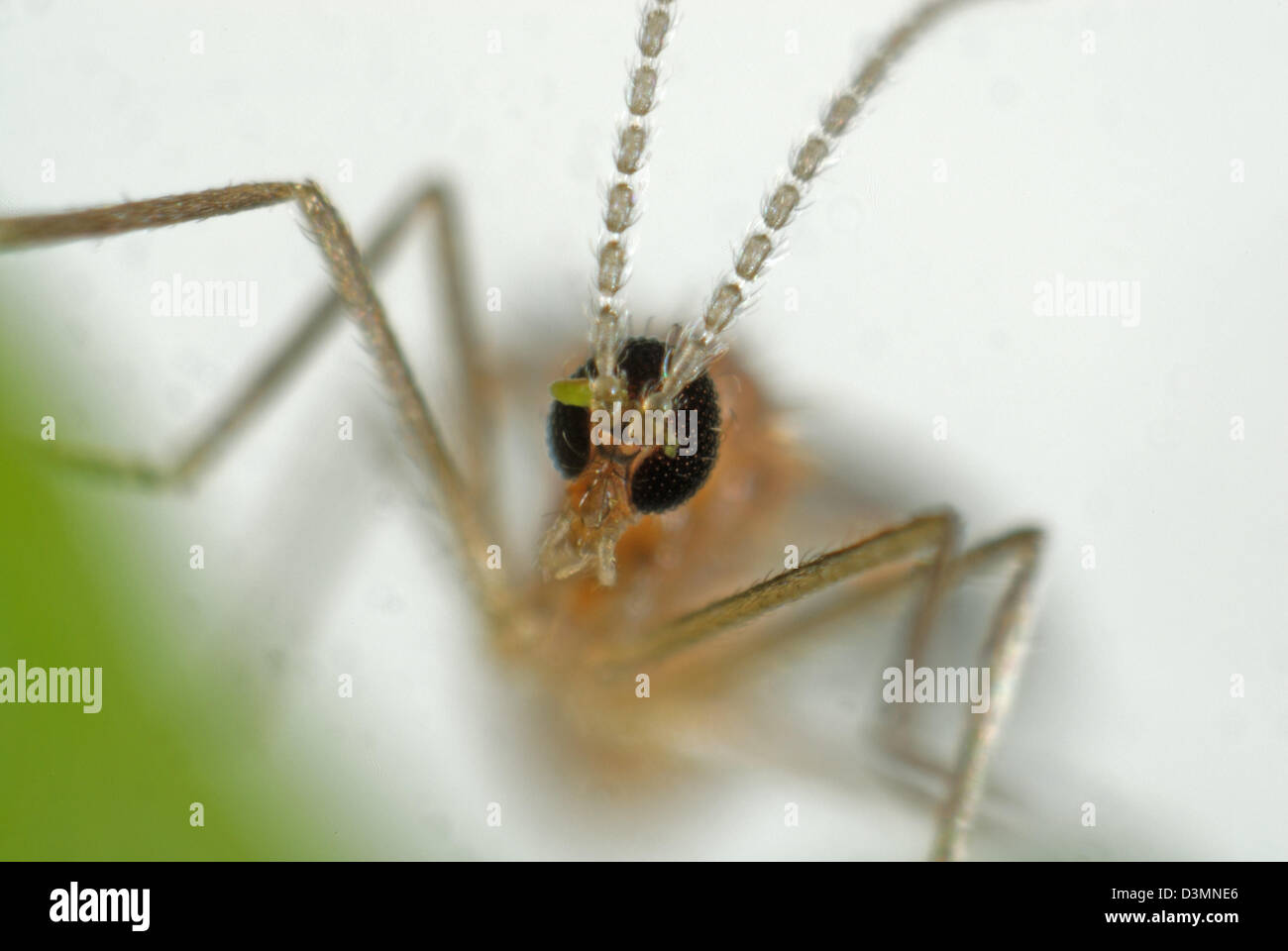 La testa e le antenne di una femmina di predatori di midge, Aphidoletes aphidimyza Foto Stock