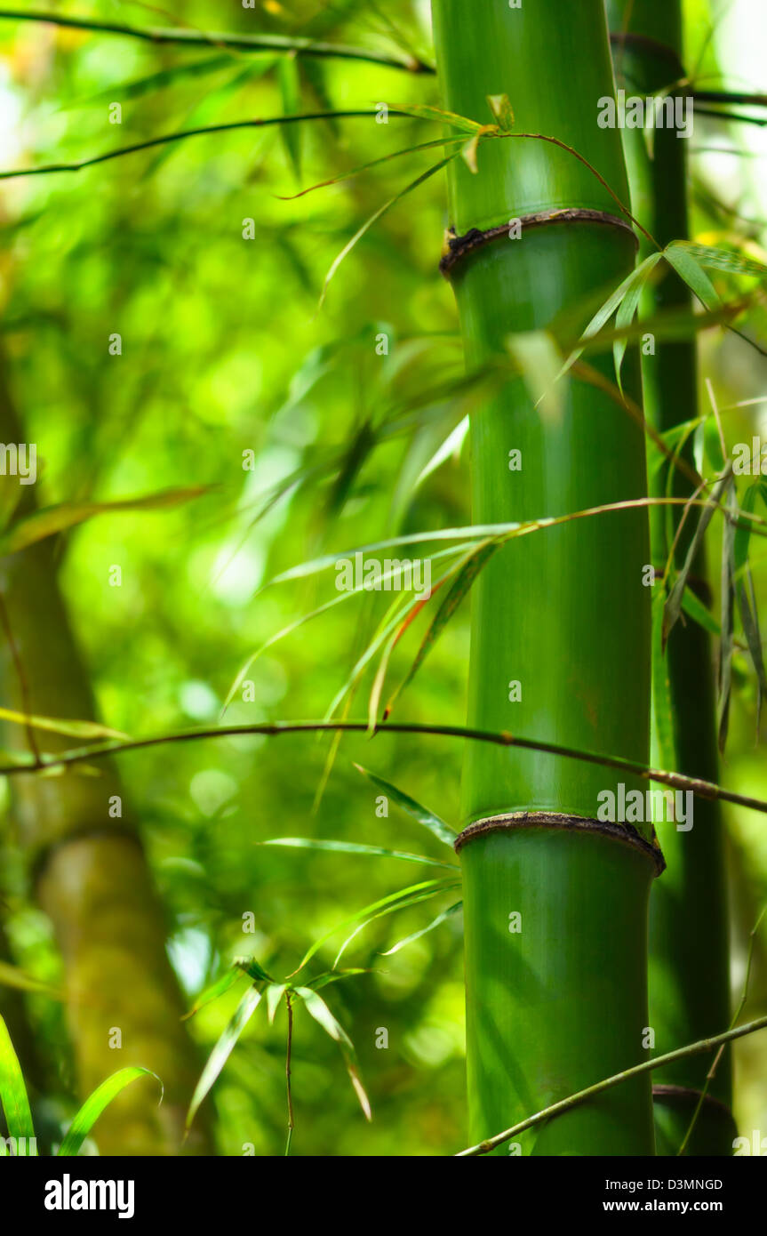 Foresta di Bamboo pianta verde tropicale nella giungla di close-up Foto Stock