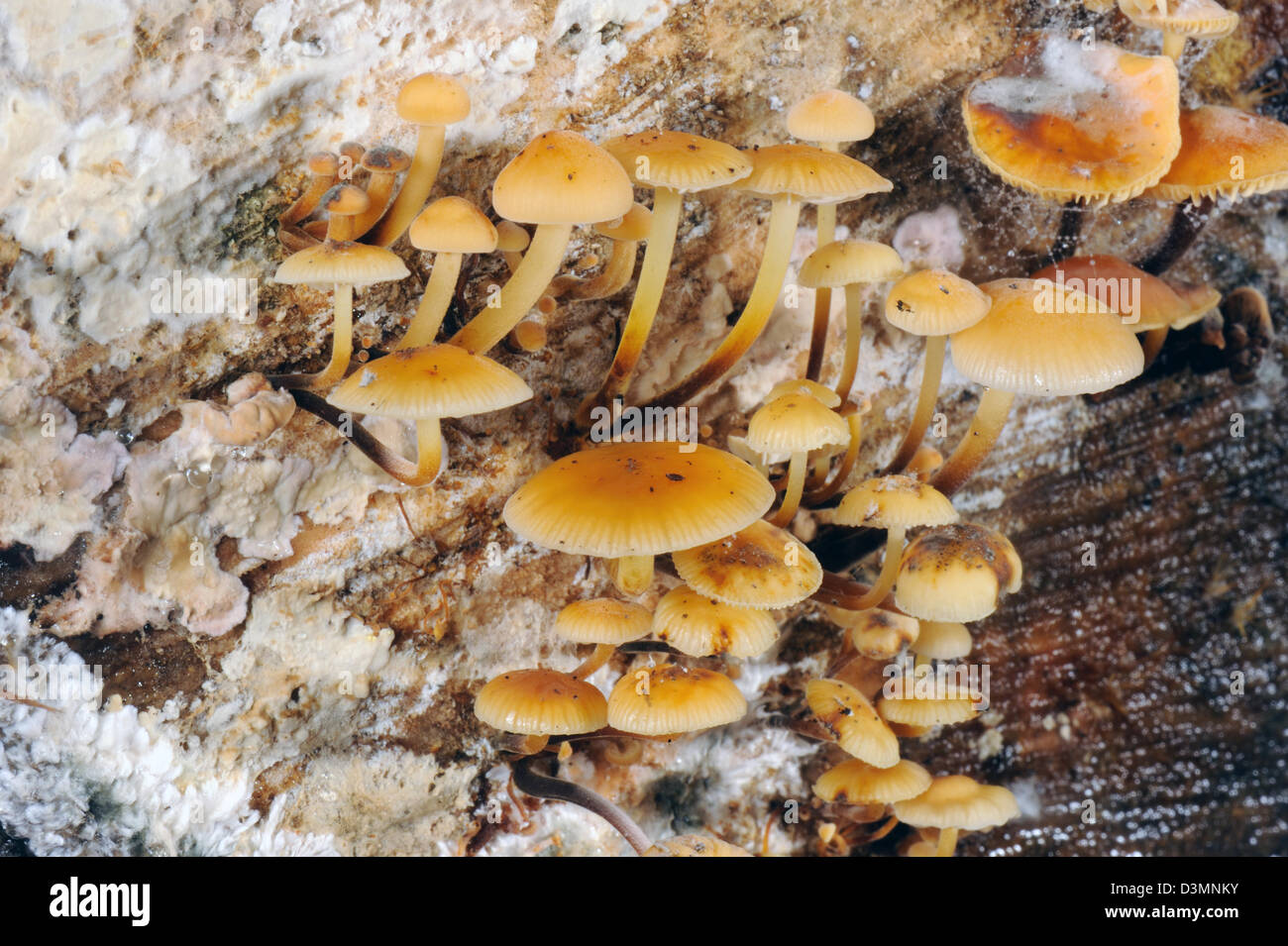 Cluster di cofano, Mycena inclinata, gruppi di funghi che crescono su di un legno di rovere e log Foto Stock