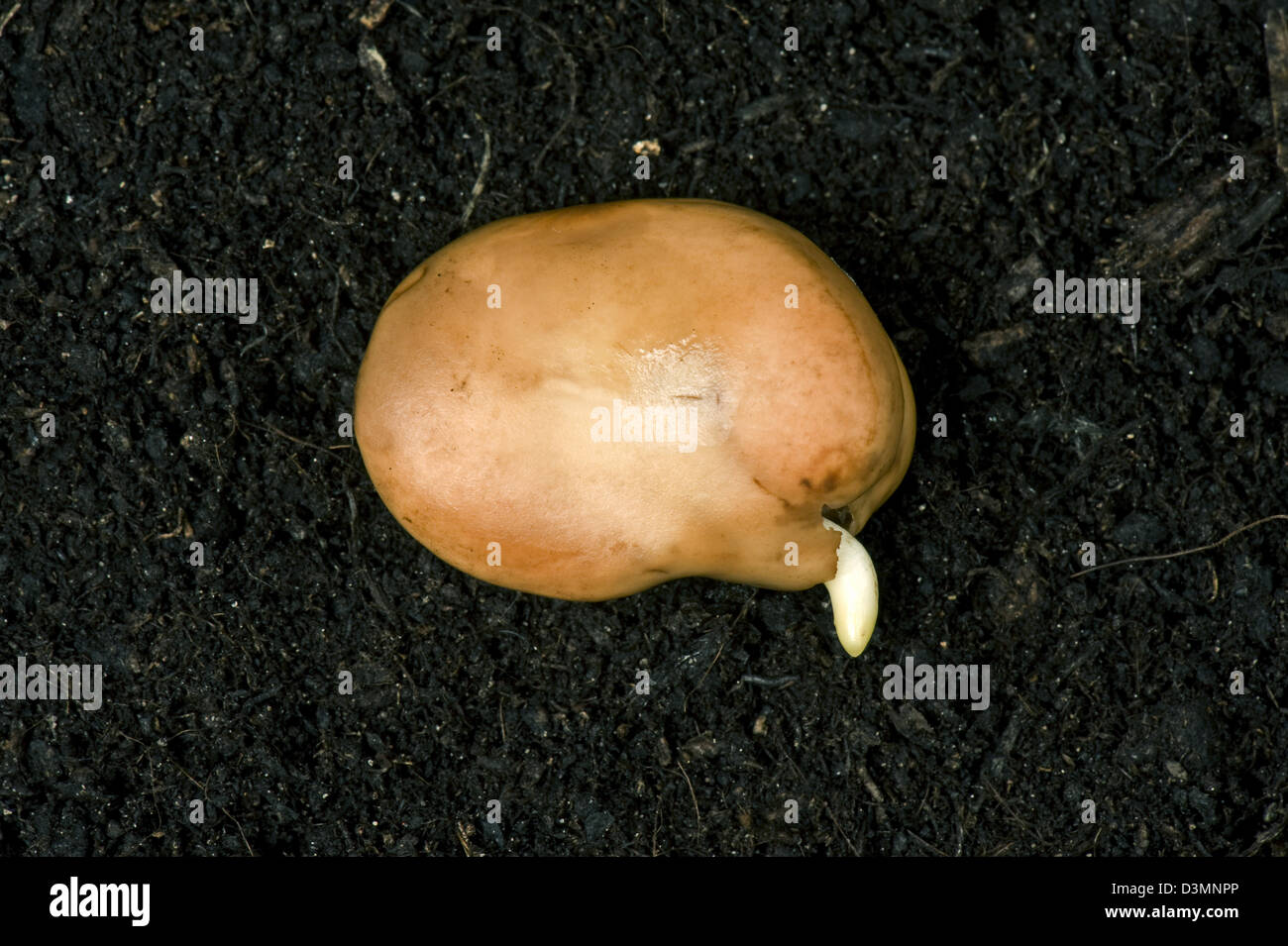 Un largo bean seme, Vicia faba, germinando, radicle appena emergente Foto Stock
