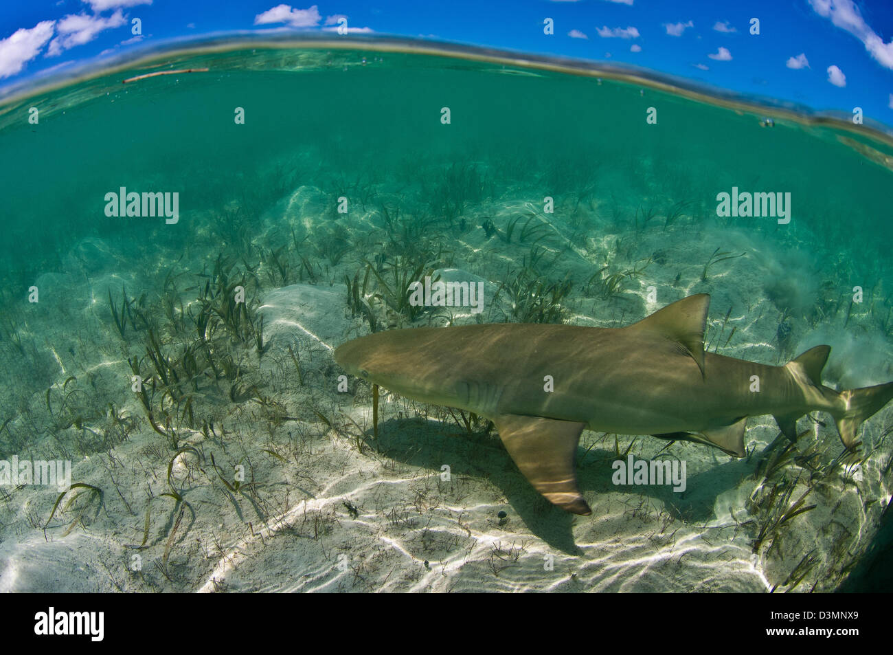 Lo squalo limone (Negaprion brevirostris) crociera nei fondali dell'isola di Andros Bahamas Foto Stock
