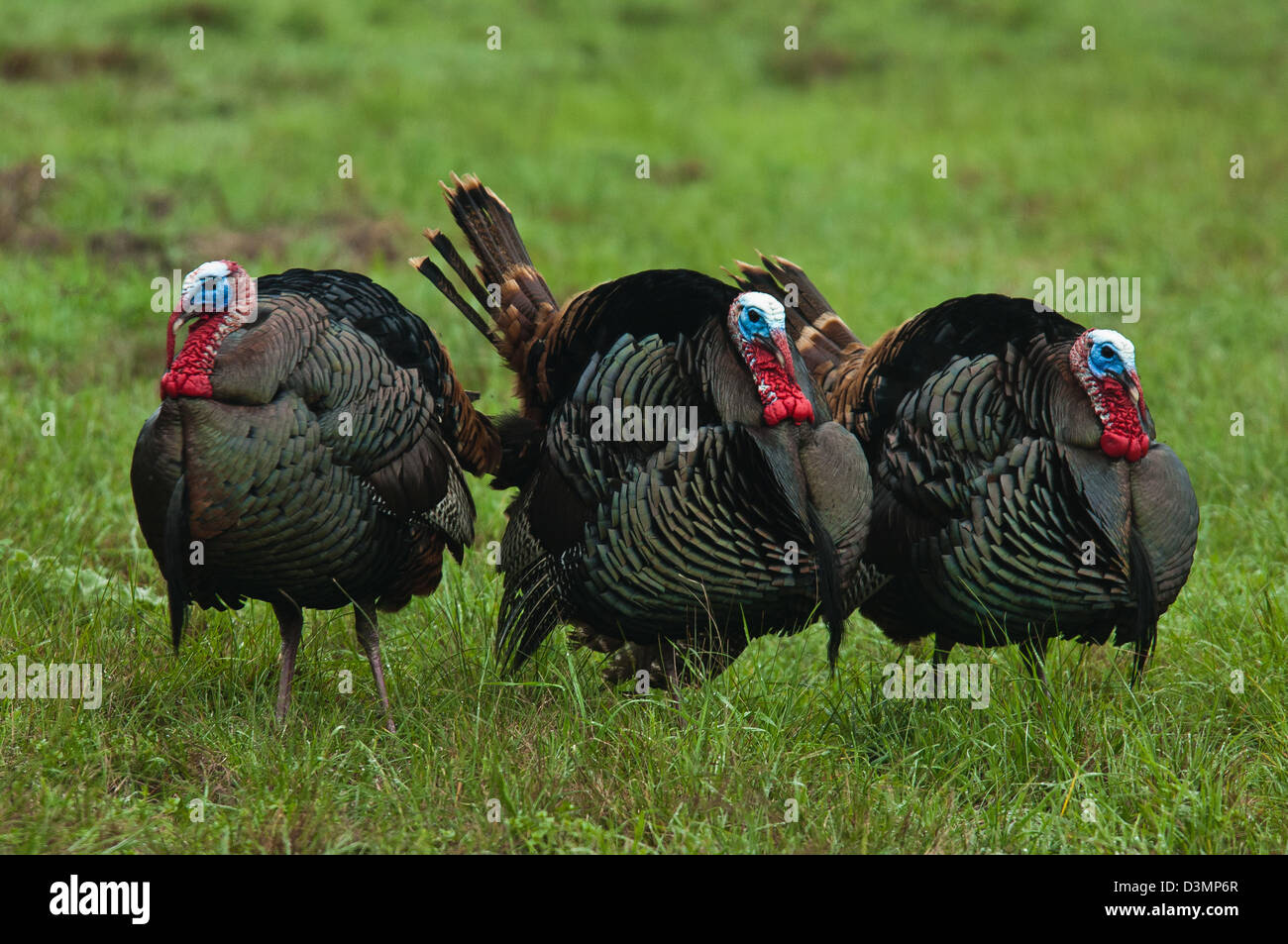 Il tacchino selvatico gobblers (Meleagris gallopavo) strutting vicino Spofford Texas Foto Stock