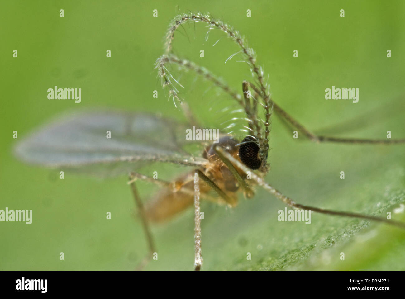 Maschio di predatori di midge, Aphidoletes aphidimyza, con elaborati antenne Foto Stock