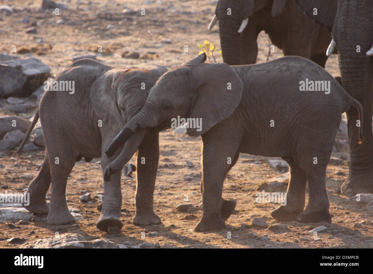 Giovani elefanti a riprodurre il Parco Nazionale di Etosha, Namibia Foto Stock