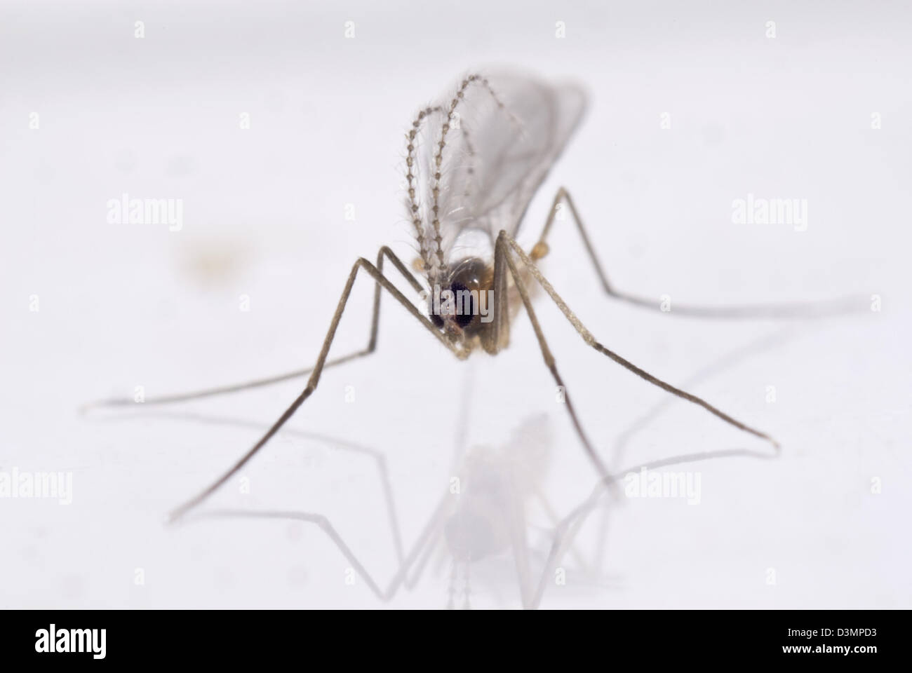 Maschio di predatori di midge, Aphidoletes aphidimyza, con elaborati antenne Foto Stock
