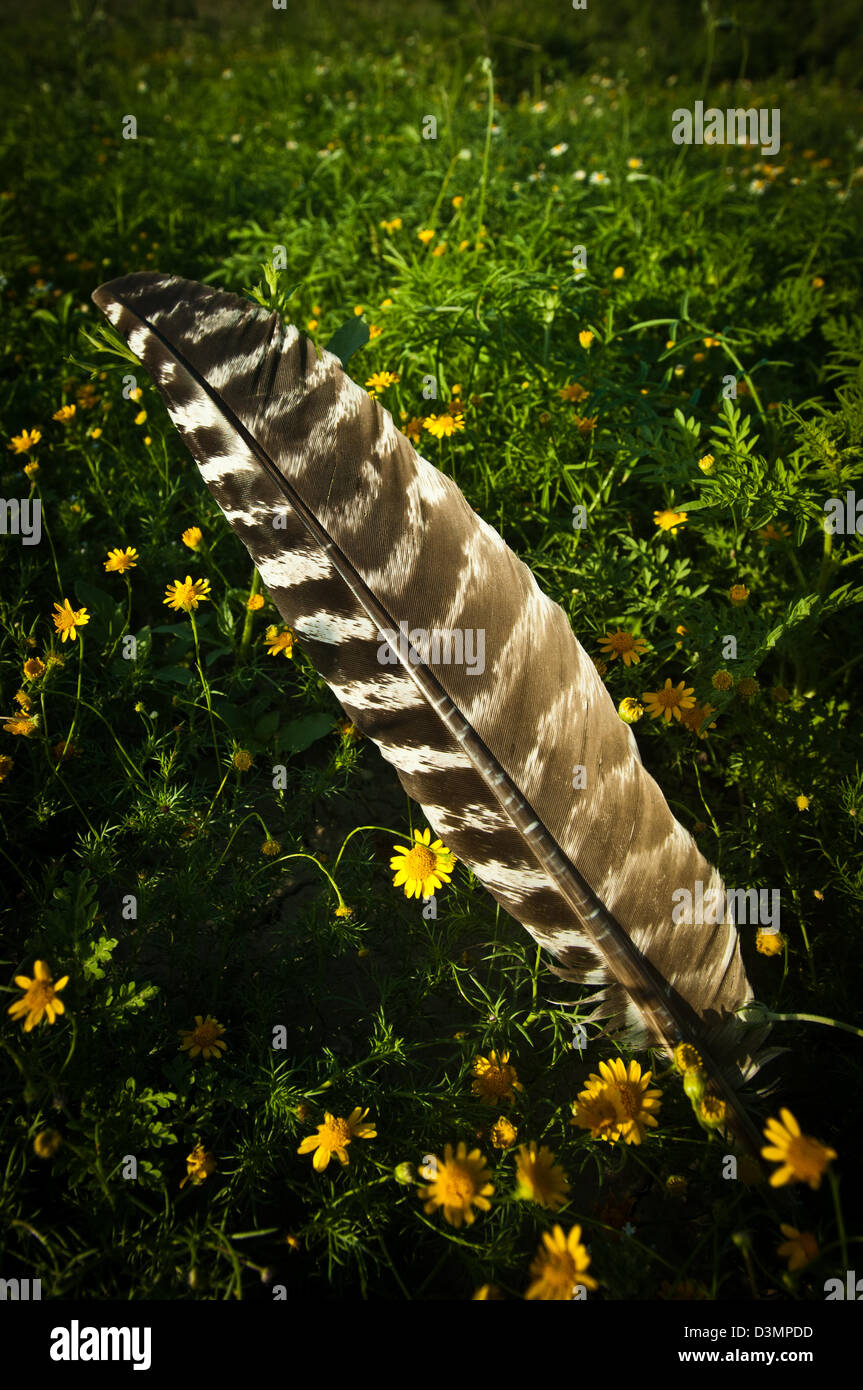 Il tacchino selvatico gobbler (Meleagris gallopavo) ala giù nella primavera del prato vicino Spofford Texas Foto Stock