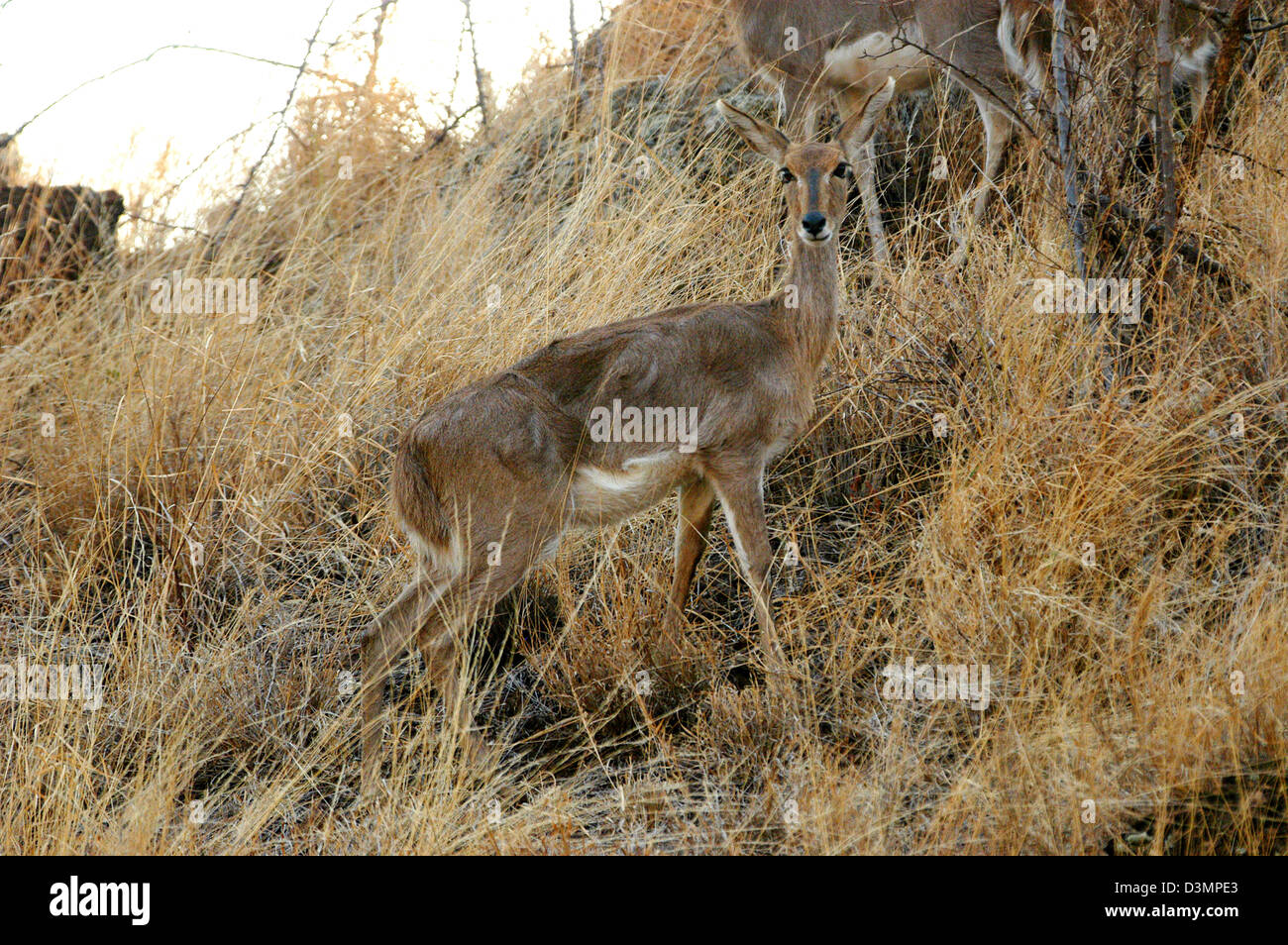 Oribi, Tsavo ovest del Parco Nazionale, in Kenya. Foto Stock