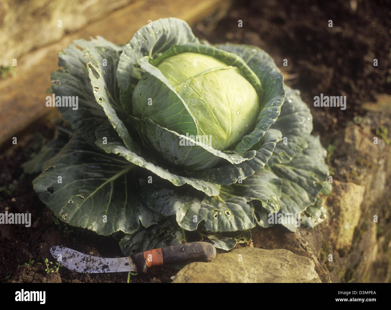 Una fresca rugiada olandese cavolo bianco testa in pietra sollevata giardino terrazzato letto con il coltello di taglio Foto Stock