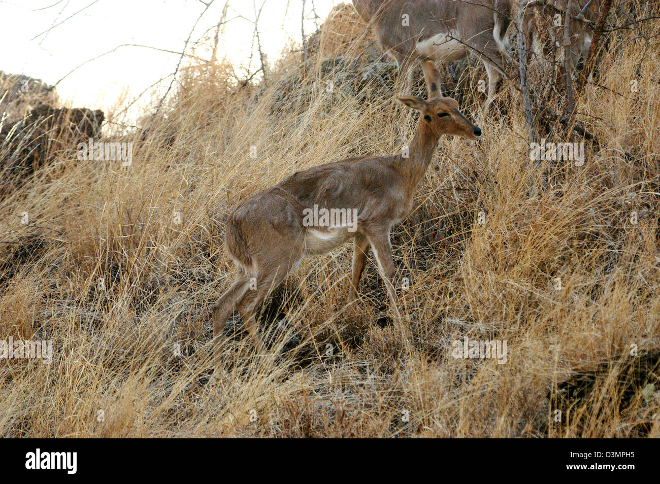 Oribi femmina, Tsavo West National Park, Kenya Foto Stock