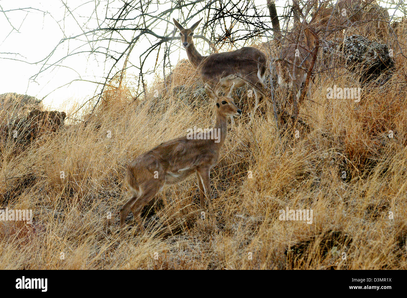 Oribi femmina, Tsavo West National Park, Kenya Foto Stock