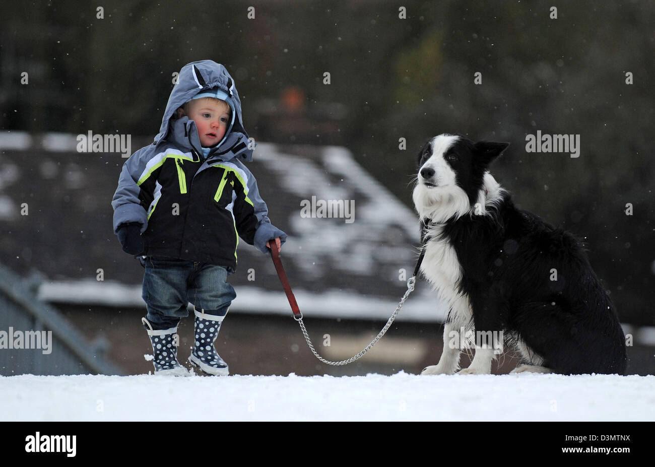 Bambini Walking Border Collie cane in inverno Gran Bretagna. Bambini animali cani animali a piedi passeggiate invernali Foto Stock