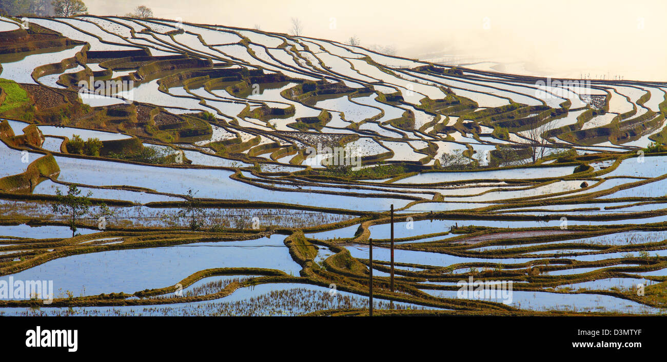 Cina Yunnan, Yuanyang, terrazze di riso, Foto Stock