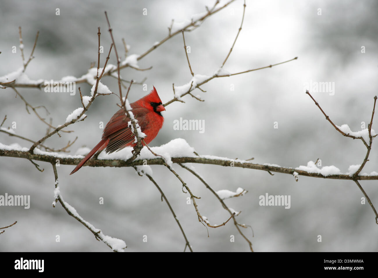 North Cardinal Perching in Snow Bird uccelli songbird songbirds Ornitologia Scienza natura natura ambiente Foto Stock