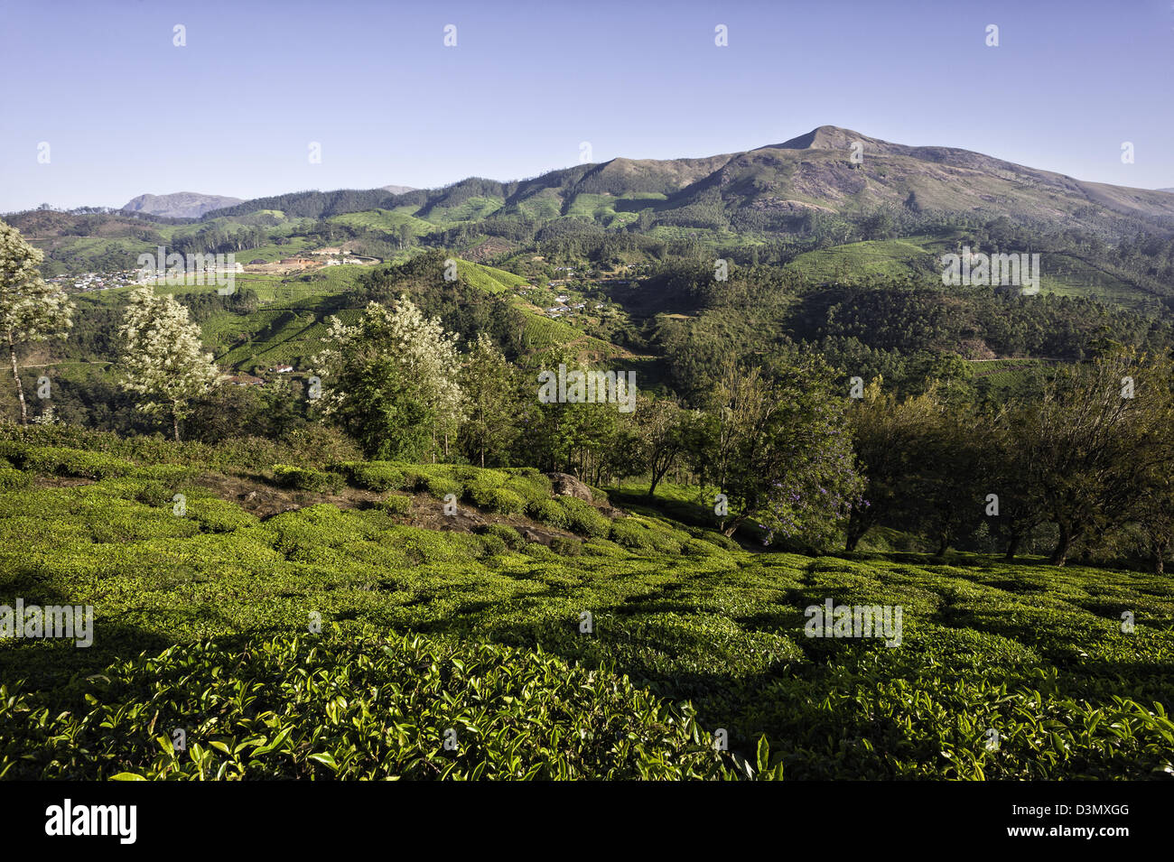 La piantagione di tè in mezzo alla Kannan Devan colline, Munnar Kerala, India. Una luminosa mattina di sole in inverno. Foto Stock