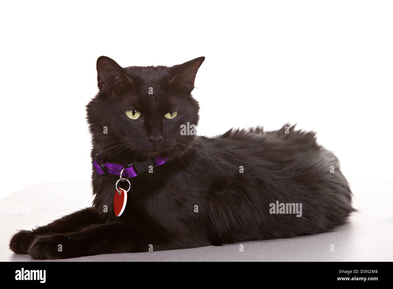 Adulto gatto nero su sfondo bianco. Indossando i tag e colar Foto Stock
