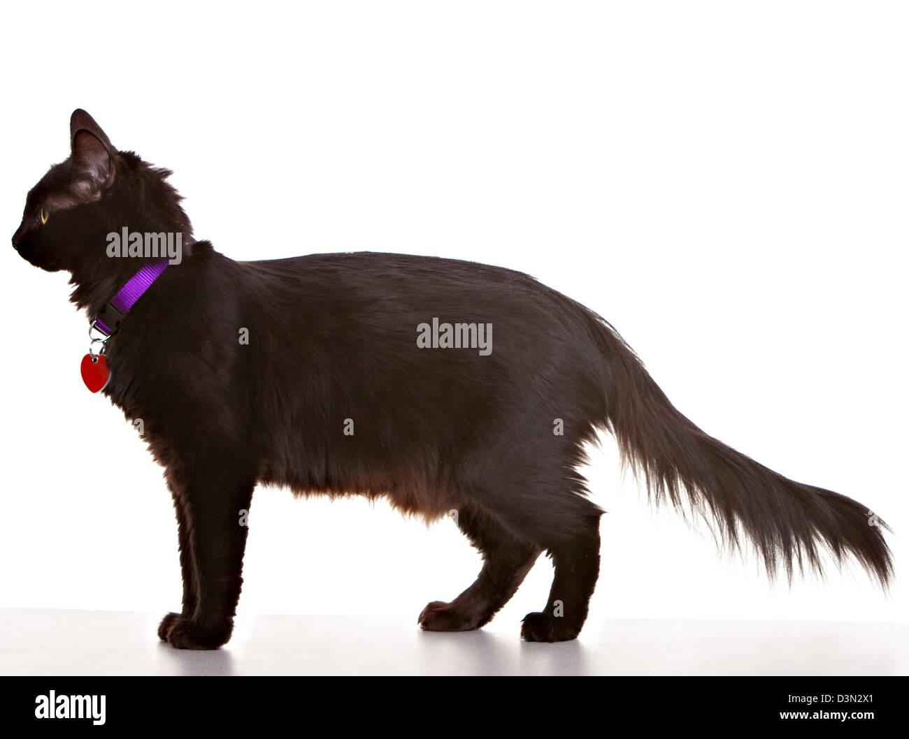 Adulto gatto nero su sfondo bianco. Indossando i tag e colar Foto Stock