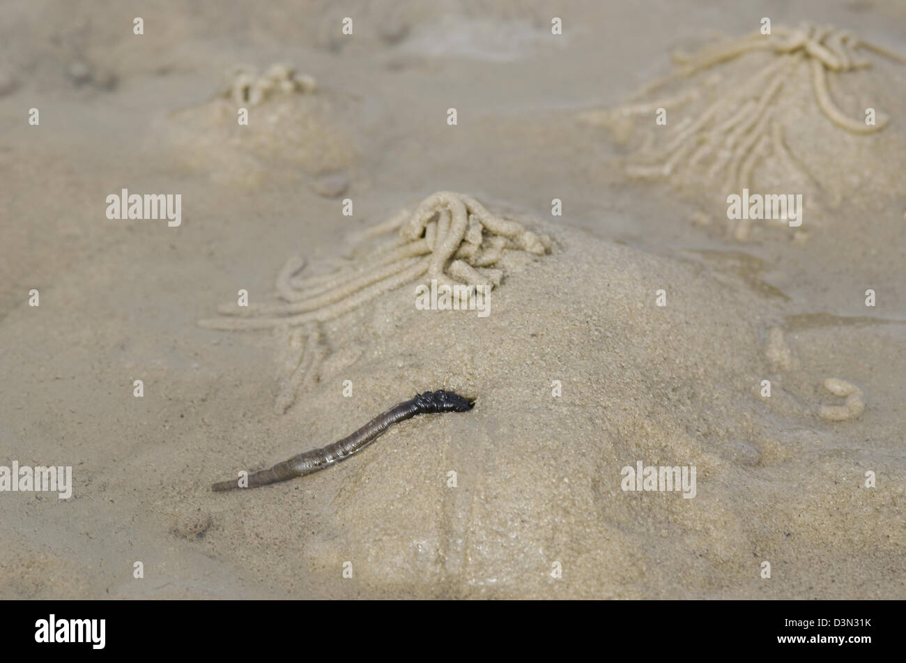 Cunicoli di lugworm o Sandworm Arenicola, marina, nel mare di Wadden Foto Stock