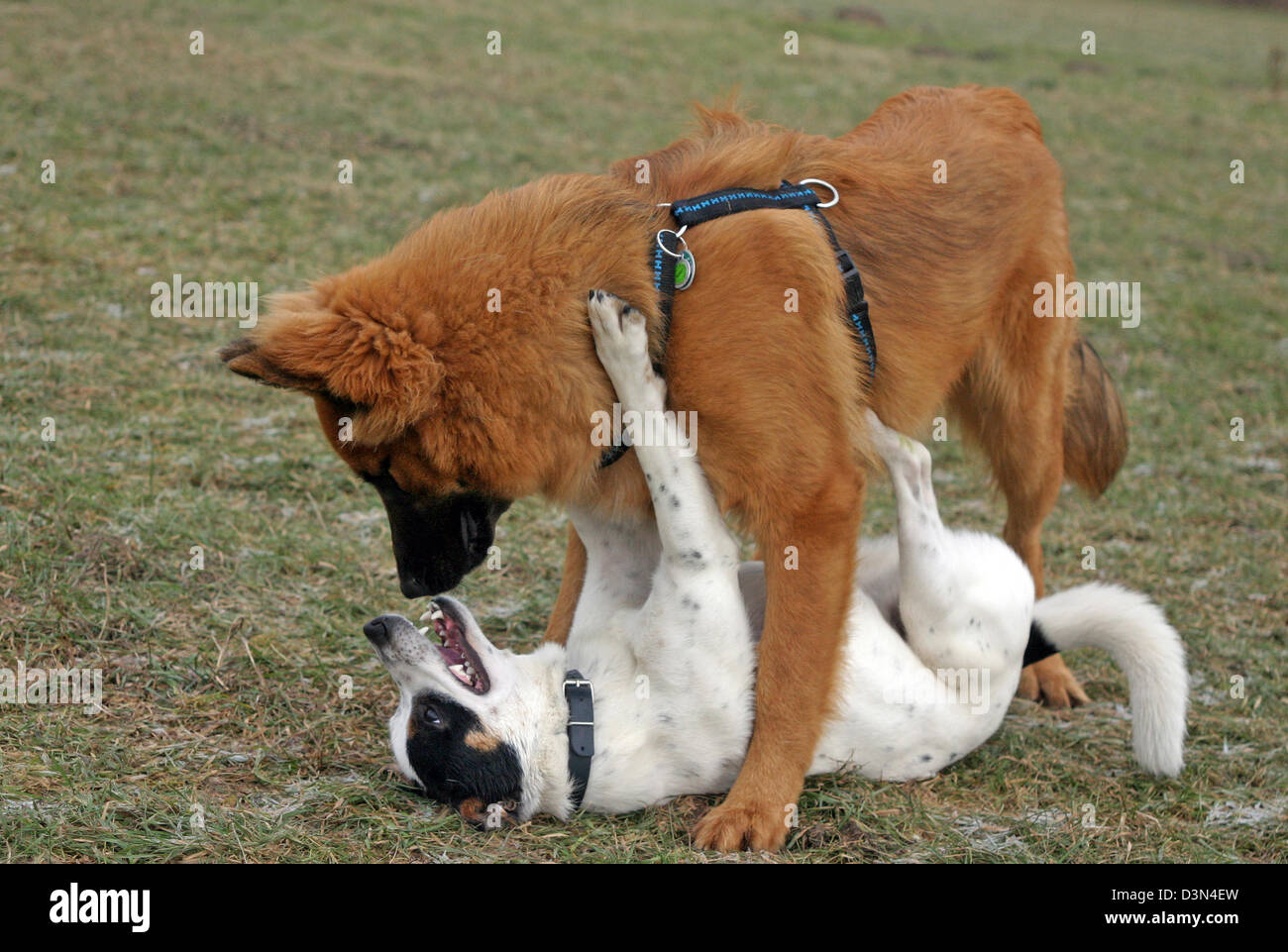 Magdeburg, Germania, cani giocare gli uni con gli altri Foto Stock