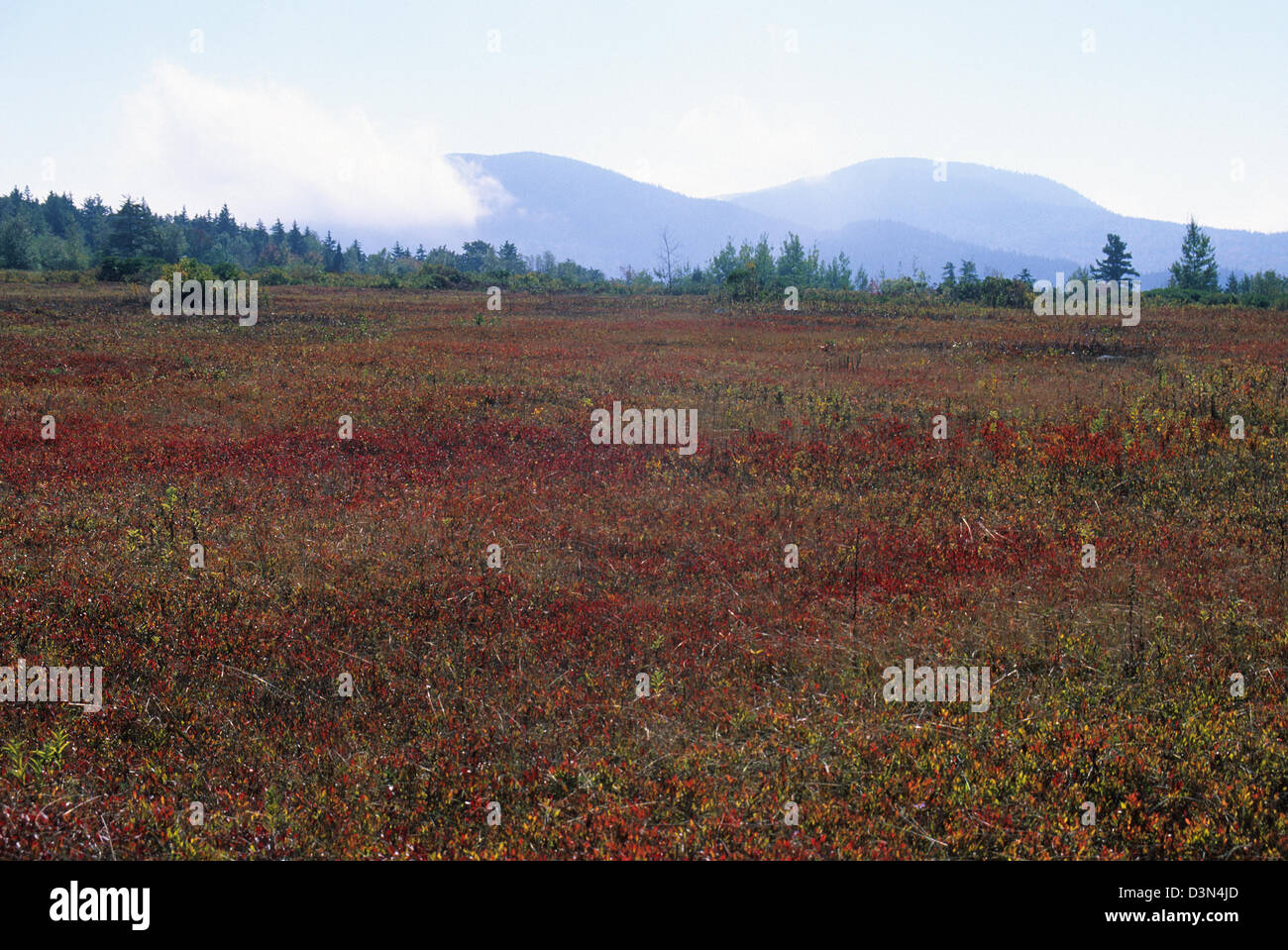 Elk282-2210 Maine, Parco Nazionale di Acadia, altopiano heath paesaggio Foto Stock
