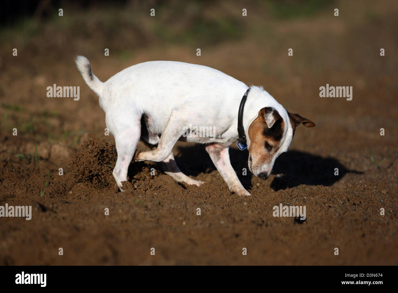 Görlsdorf, Germania, cane di scavare nella sabbia Foto Stock