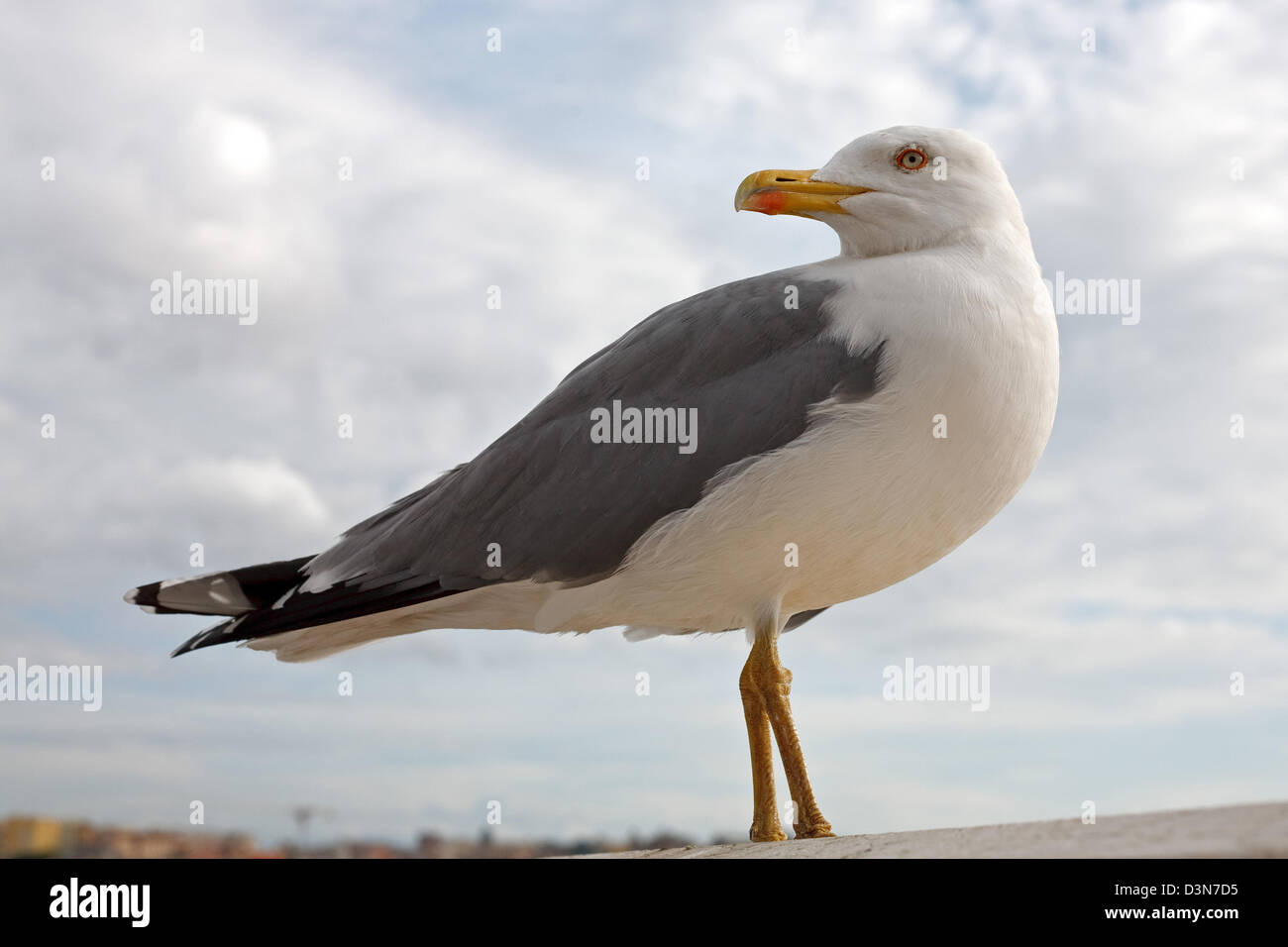 Roma, Italia, di gabbiano sulla parete di Santa Maria in Aracoeli Foto Stock