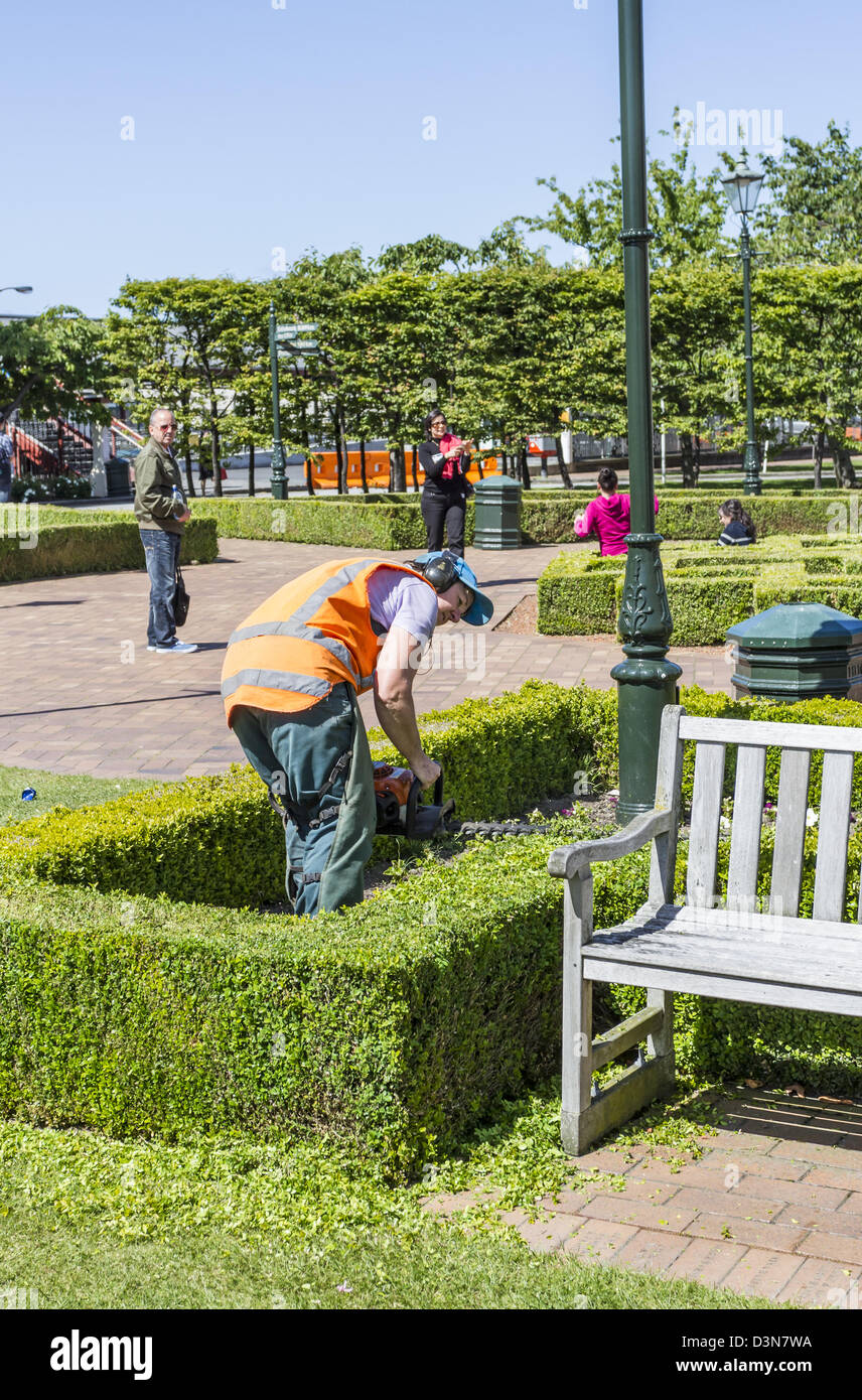 Lavoratore utilizzando tagliasiepi in giardino pubblico in Dunedin in Nuova Zelanda Foto Stock