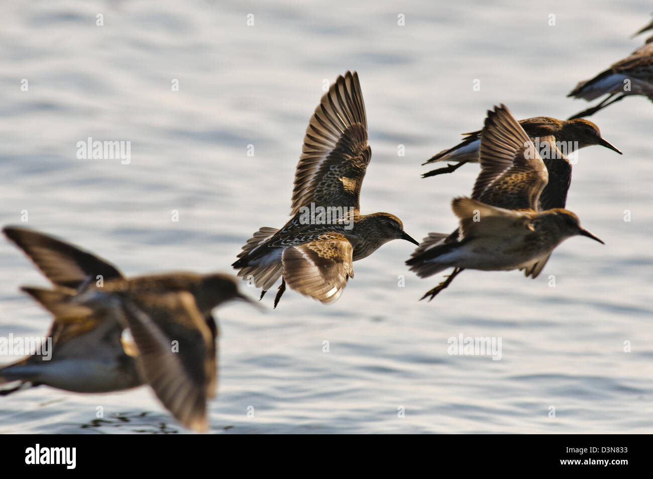 Gregge di Wild Dunlin battenti sulla costa dell'Oregon Foto Stock