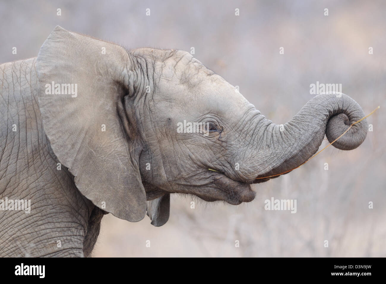 Bush africano Elefante africano (Loxodonta africana), elefante di vitello, ritratto animale, Kruger National Park, Sud Africa e Africa Foto Stock