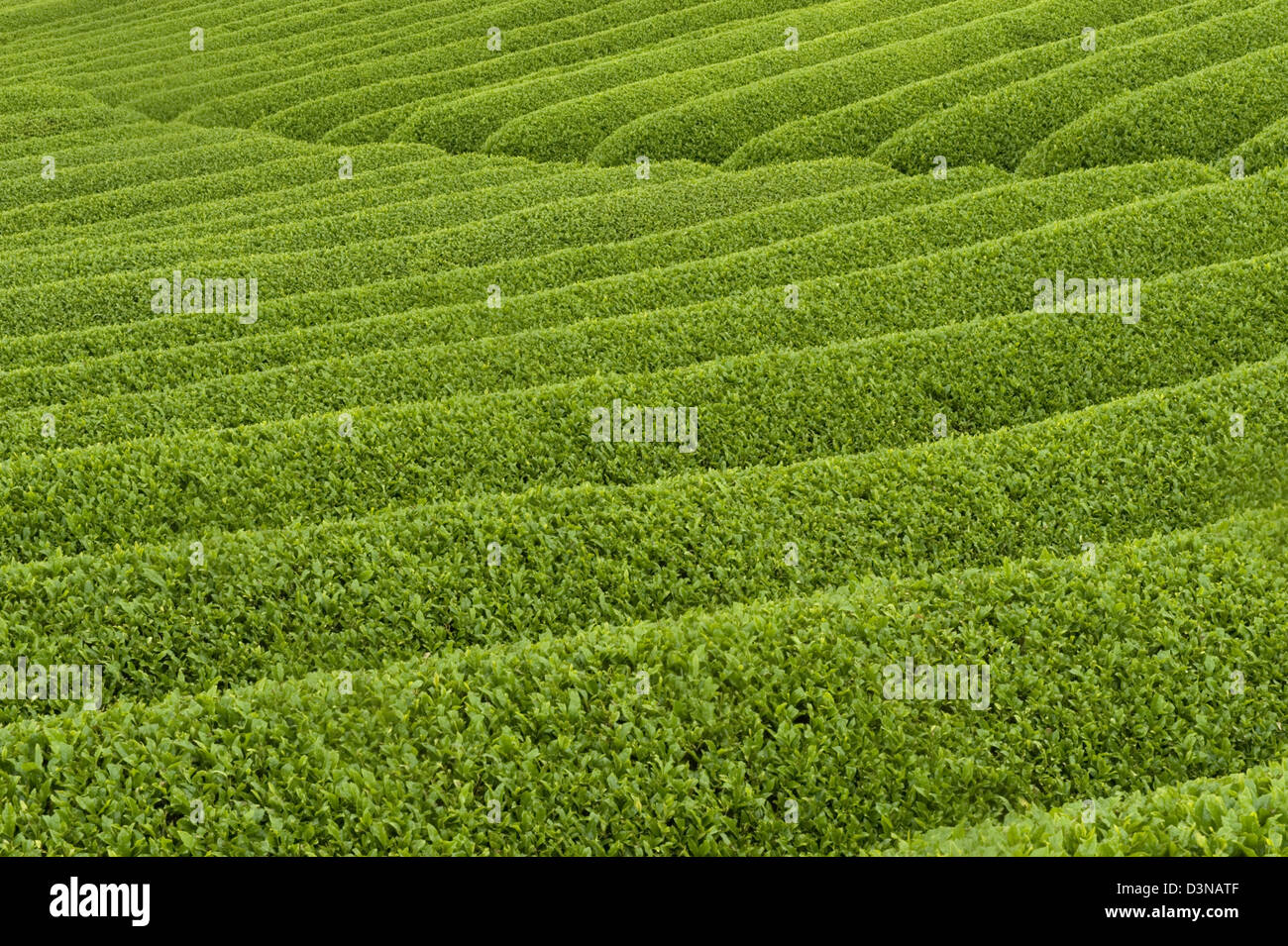 Righe di Freschi Tè verde boccole cresce a una piantagione in Makinohara chabatake campi di tè della Prefettura di Shizuoka, Giappone. Foto Stock