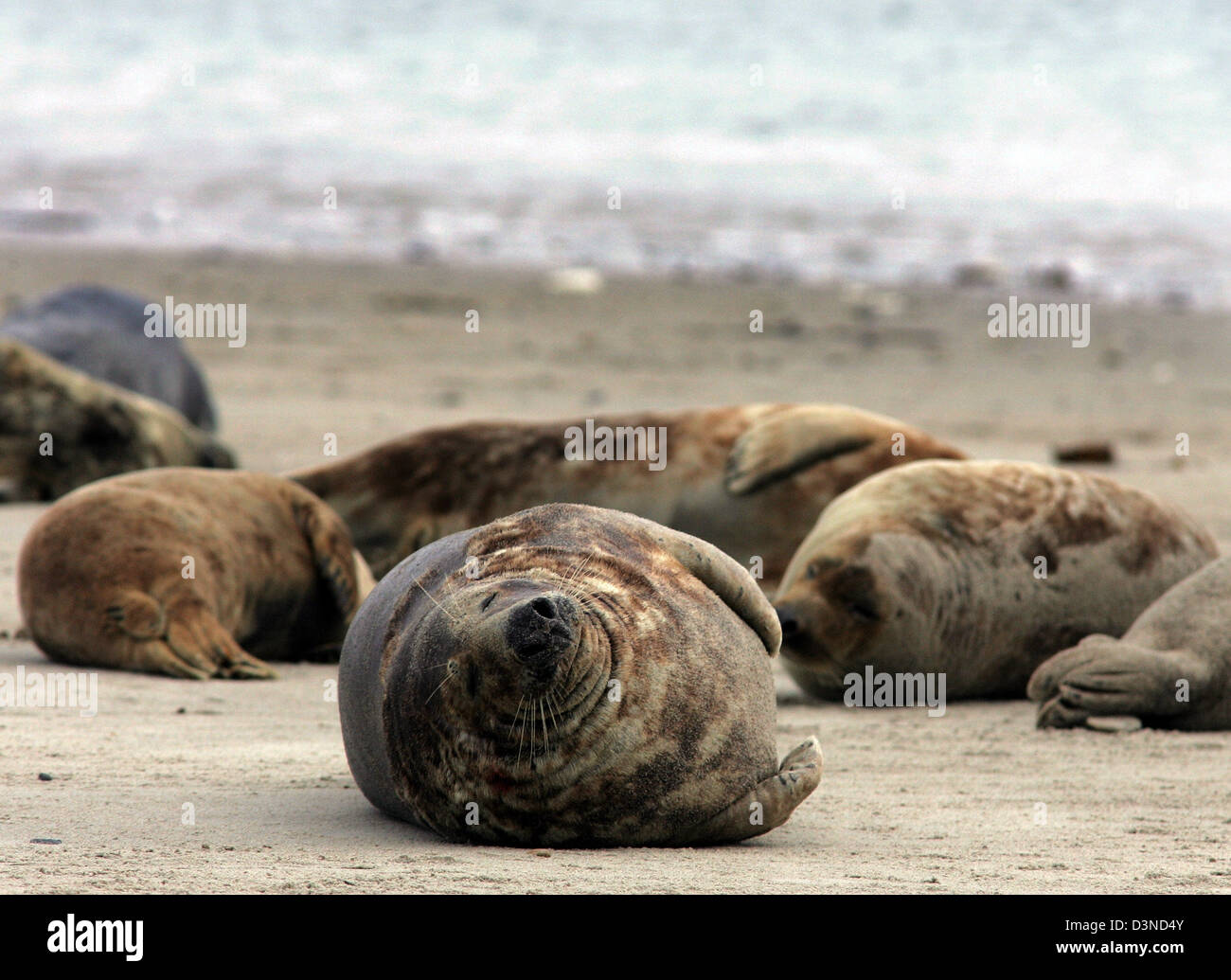 Sonnecchia le foche grigie (Halichoerus grypus) mostrato sulla spiaggia di Helgoland, Germania, 01 aprile 2006. Le foche grigie sono più grandi rispetto ai loro parenti le guarnizioni comune e di solito dare nascita a Dicembre. Nel mare del Nord le foche grigie prevalentemente abitano le dune di Helgoland. Foto: Ingo Wagner Foto Stock